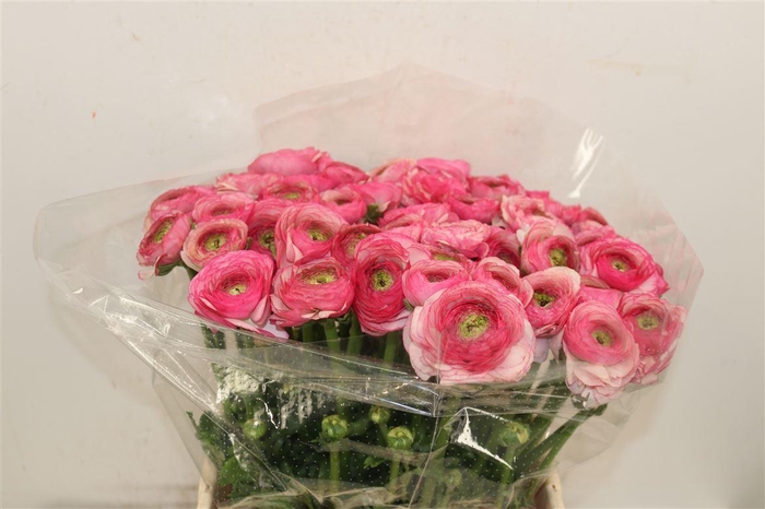 Ran Cloni Ex Felicidade