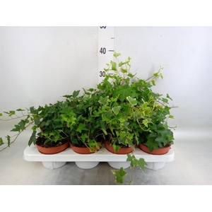 Hedera helix   ...mix 3