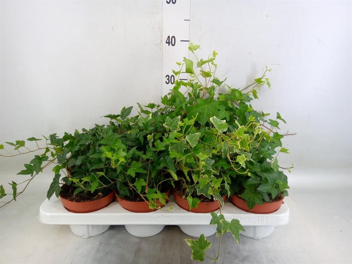 <h4>Hedera helix   ...mix 3</h4>