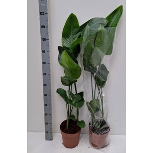 STRELITZIA NICOLAI