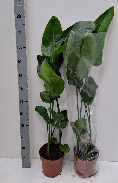 <h4>STRELITZIA NICOLAI</h4>