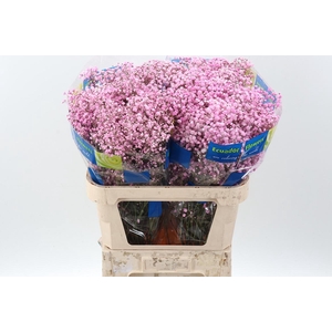 Gy Xlence Pink Tinted 40gr