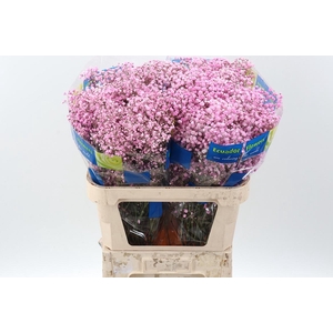 Gy Xlence Pink Tinted 40gr