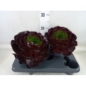 xSemponium  'Destiny'