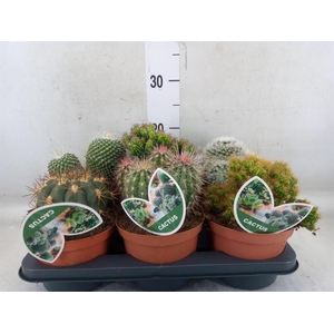 Cactus   ...mix