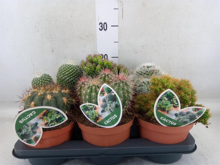 <h4>Cactus   ...mix</h4>