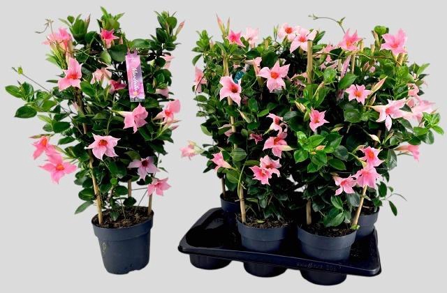 <h4>MANDE SUN CR PINK</h4>