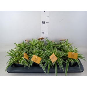 Chlorophytum com. 'Ocean'