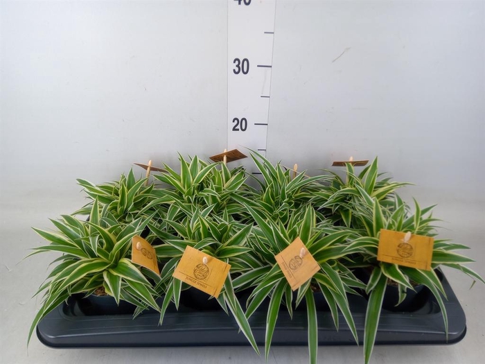 <h4>Chlorophytum com. 'Ocean'</h4>