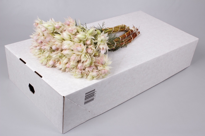 <h4>Blushing Bride 4/6 Flowers</h4>