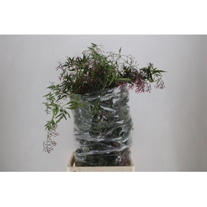 Jasmijn Ranken P Bunch