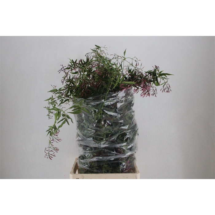 <h4>Jasmijn Ranken P Bunch</h4>