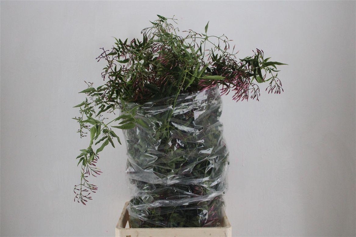 Jasmijn Ranken P Bunch