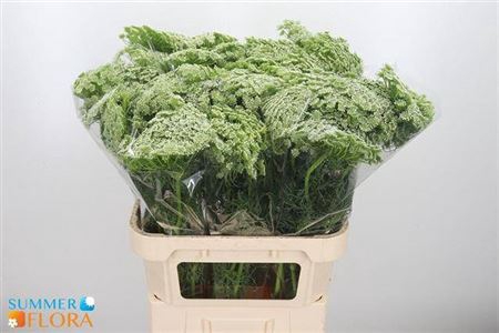 <h4>Ammi Visnaga</h4>