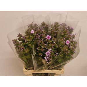 PHLOX P ISABELLA