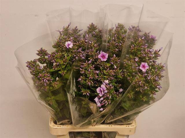 <h4>PHLOX P ISABELLA</h4>