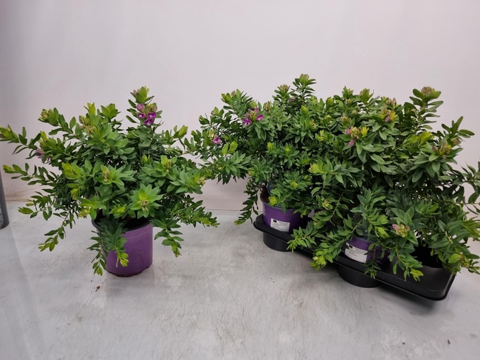 <h4>POLYGA MYRTIFOLIA</h4>