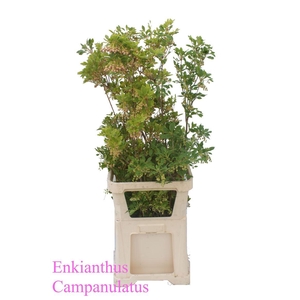 Enkianthus Campanulatus