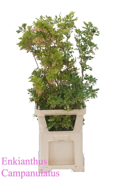 <h4>Enkianthus Campanulatus</h4>