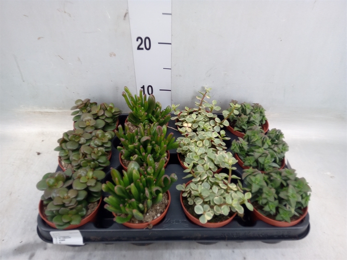 <h4>Crassula   ...mix</h4>