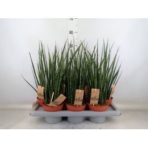 Sansevieria  'Fernwood'