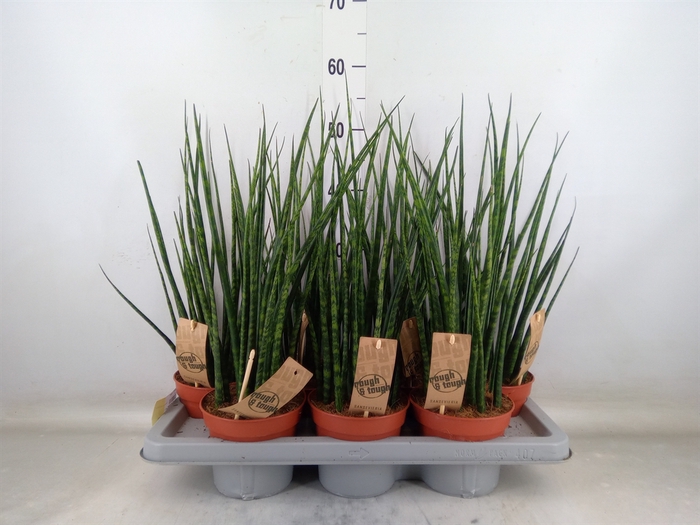 <h4>Sansevieria  'Fernwood'</h4>