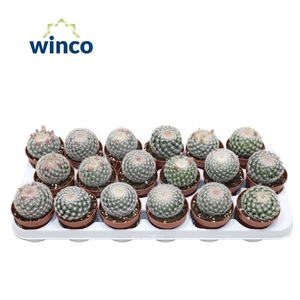 Mammillaria Albispinus