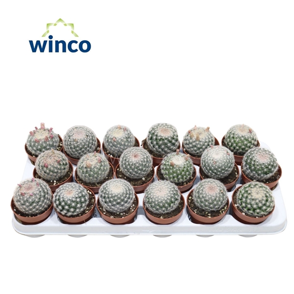 <h4>Mammillaria Albispinus</h4>