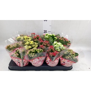 Kalanchoe blos.   ..rosebud mix  5