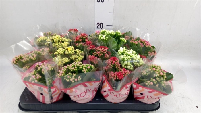 <h4>Kalanchoe blos.   ..rosebud mix  5</h4>