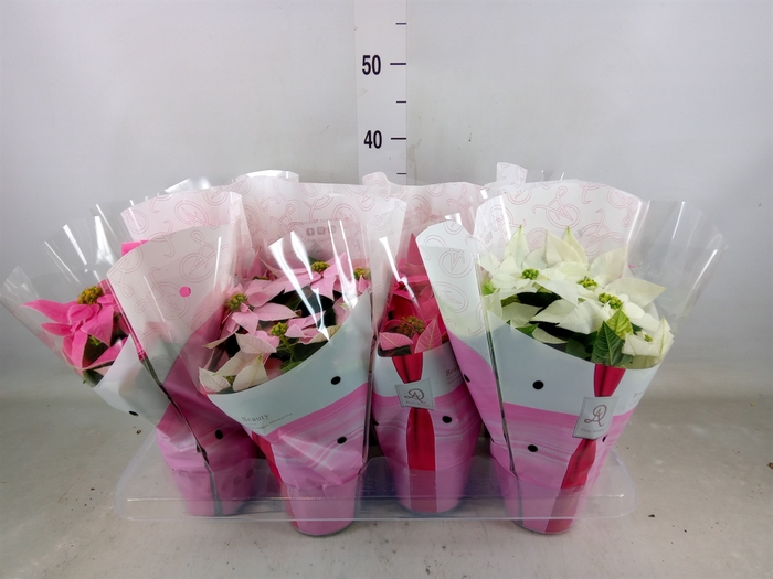 <h4>Euphorbia pulc. 'Princ'  ..mix</h4>