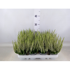 Calluna vulg. 'Beauty L Verenka'