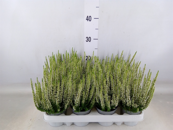 <h4>Calluna vulg. 'Beauty L Verenka'</h4>