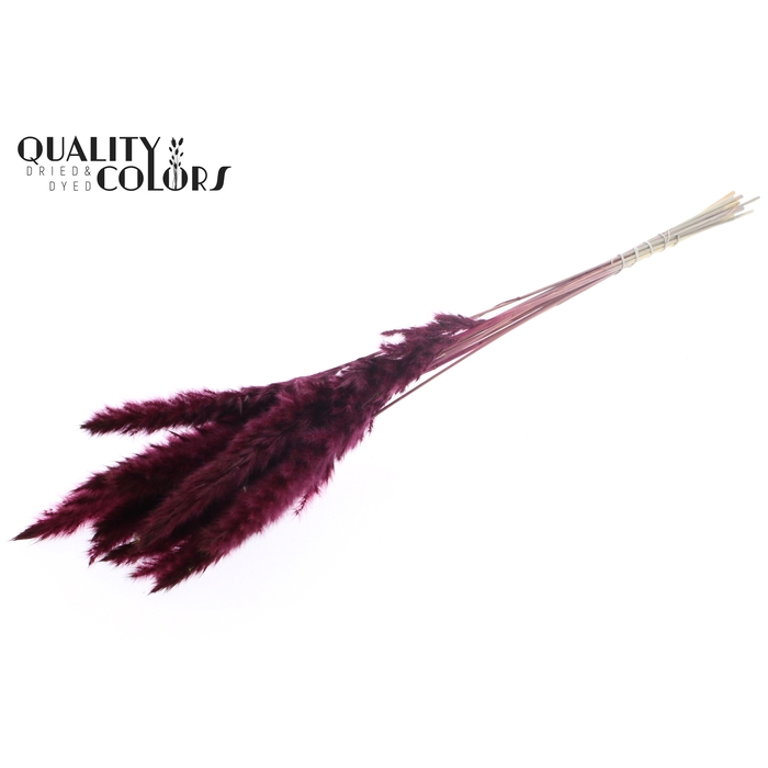 <h4>Fluffy Pampas L80 10 st/bunch Burgundy</h4>