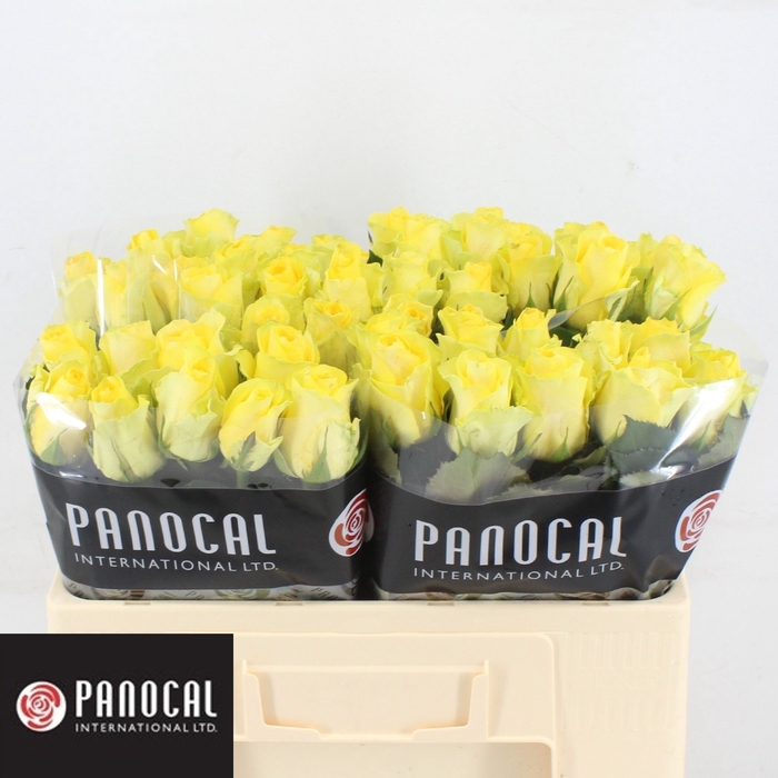 <h4>R GR MINION ROSE</h4>