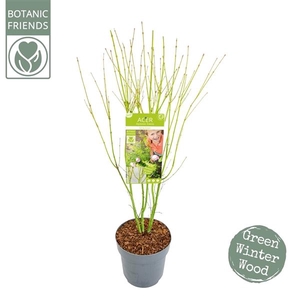 Acer palm. 'Going Green'®