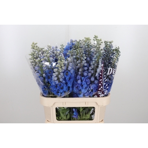 Delph Du Dew Blu Smi