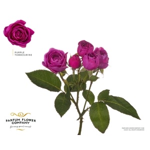 R Tr Parfum Garden Purple Tambourine