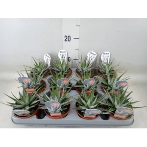 Haworthia fasciata 'Alba'