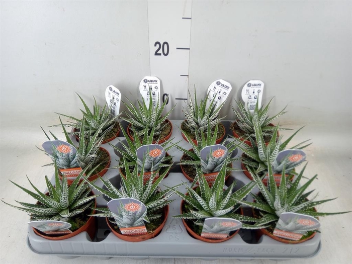 <h4>Haworthia fasciata 'Alba'</h4>