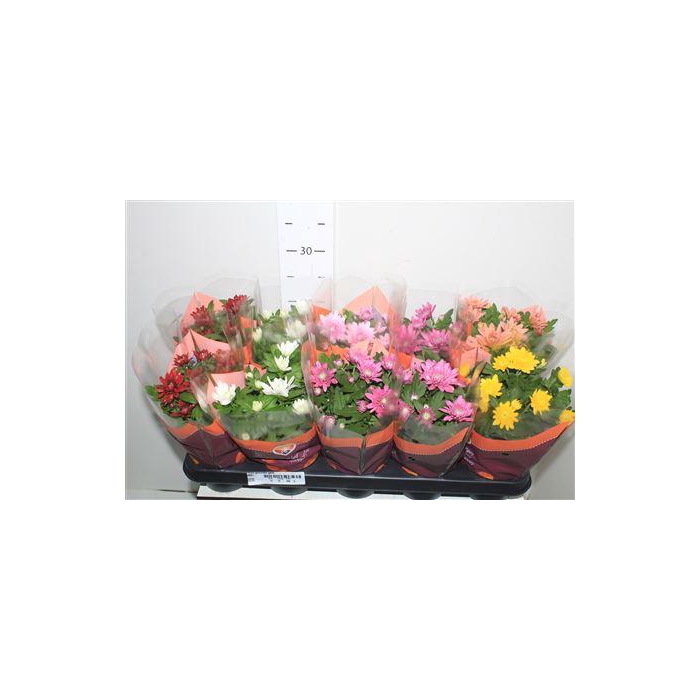 <h4>** Chrys Gevuldbl Gem * Winter Promo *</h4>