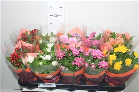 <h4>** Chrys Gevuldbl Gem * Winter Promo *</h4>