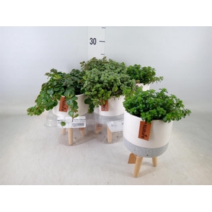 Arr.   Kamerplant Groen L%