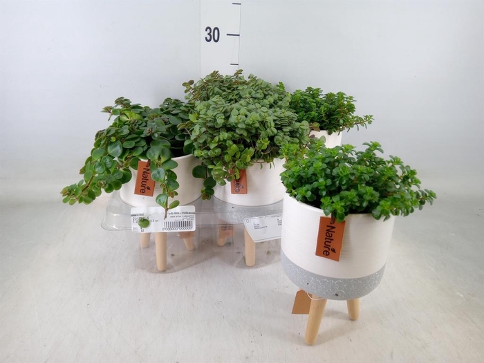 <h4>Arr. Kamerplant Groen L%</h4>