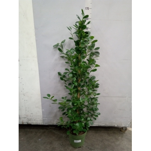 Ficus microcarpa 'Moclame'