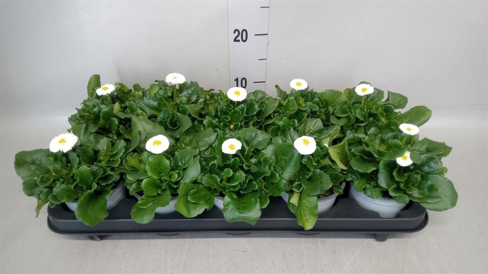 <h4>Bellis perennis</h4>