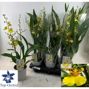 ONCIDIUM OV