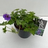 Geranium Rozanne
