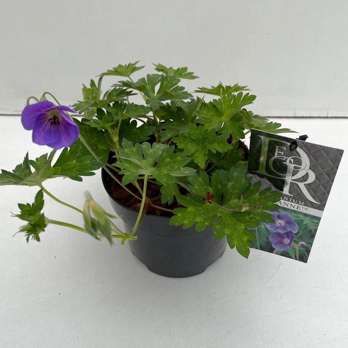 Geranium Rozanne