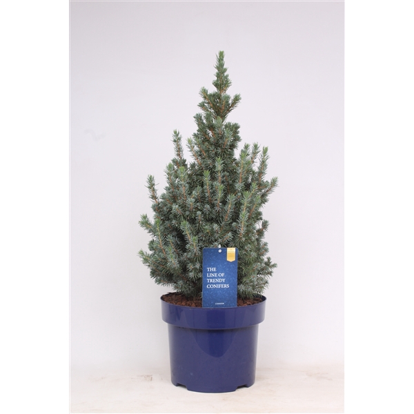 <h4>Picea glauca 'Sander's Blue'</h4>